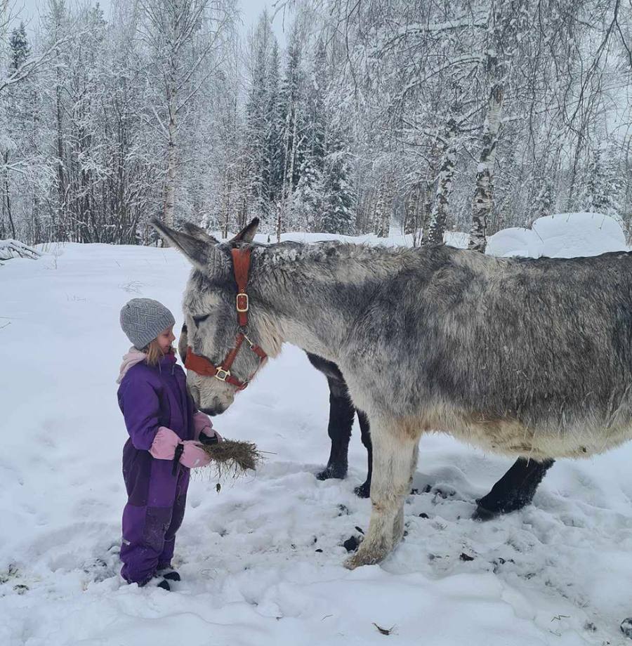 Åsna på Elvemil Lantgård