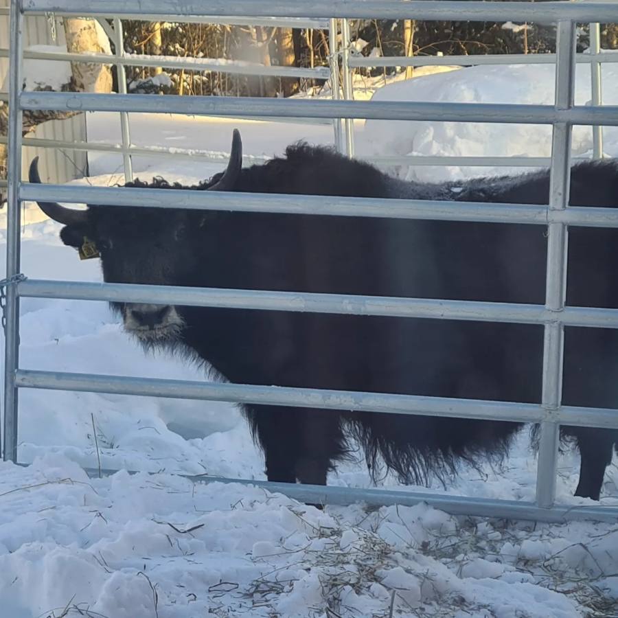 Jak på Elvemil Lantgård