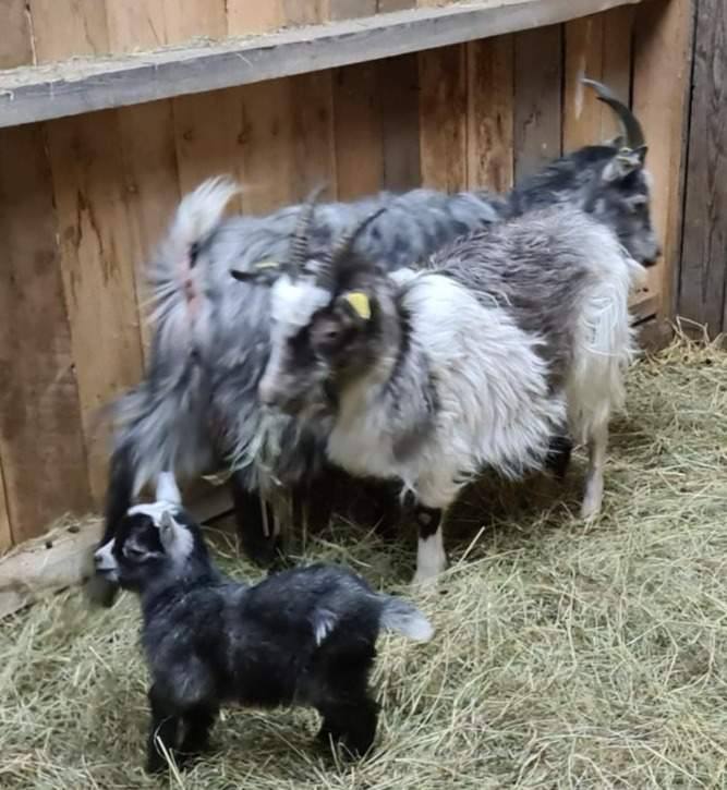 Lappget på Elvemil Lantgård
