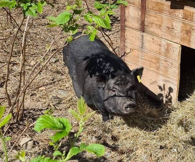Minigris på Elvemil Lantgård